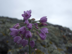 Allium rubens