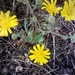 Andryala laxiflora - Photo (c) jomvarc, algunos derechos reservados (CC BY-NC), subido por jomvarc