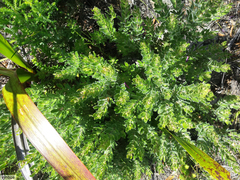 Psoralea obliqua