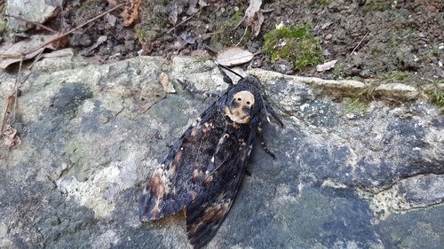 Totenkopfschwärmer