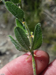 Psoralea obliqua