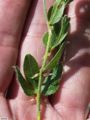 Psoralea obliqua