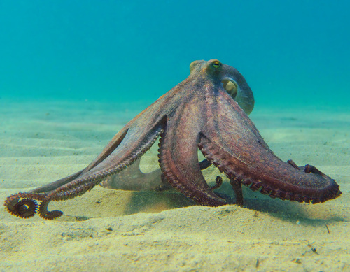 Common Octopus