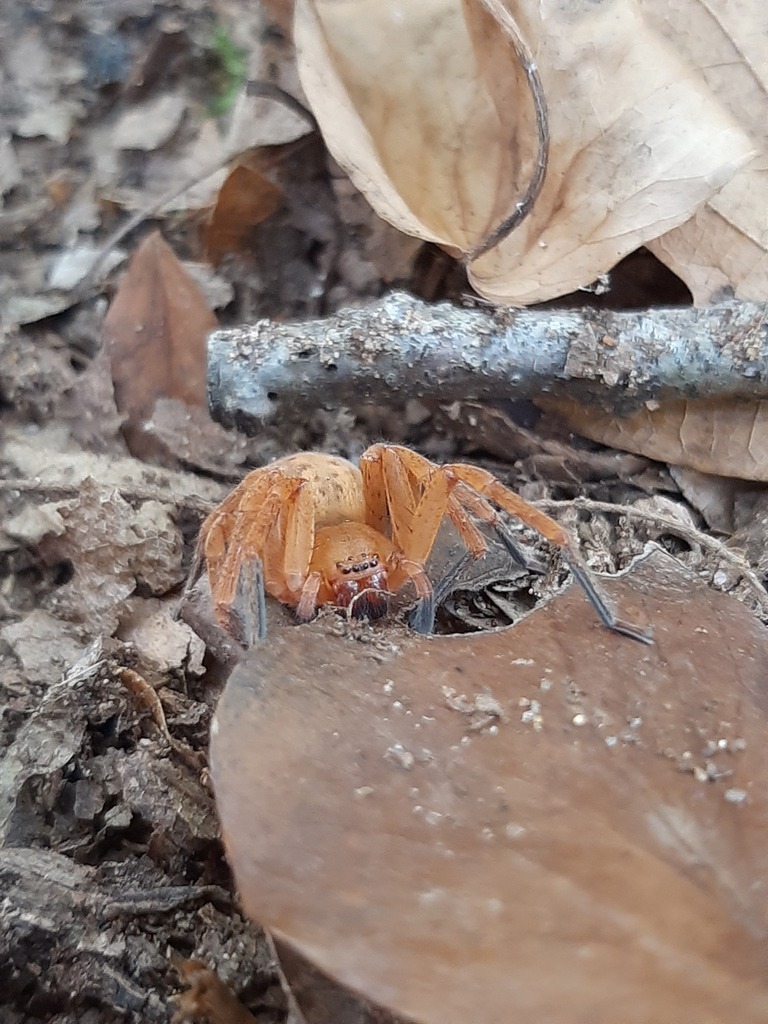 Braune Jägerspinne