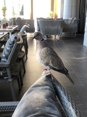 Streptopelia decaocto