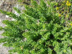 Psoralea obliqua