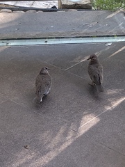 Streptopelia senegalensis
