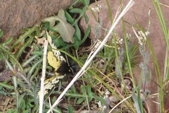 Eurranthis plummistaria