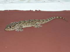 Tarentola mauritanica