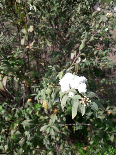 Image of Spiraea cantoniensis by (c) Jose PR, some rights reserved (CC BY)