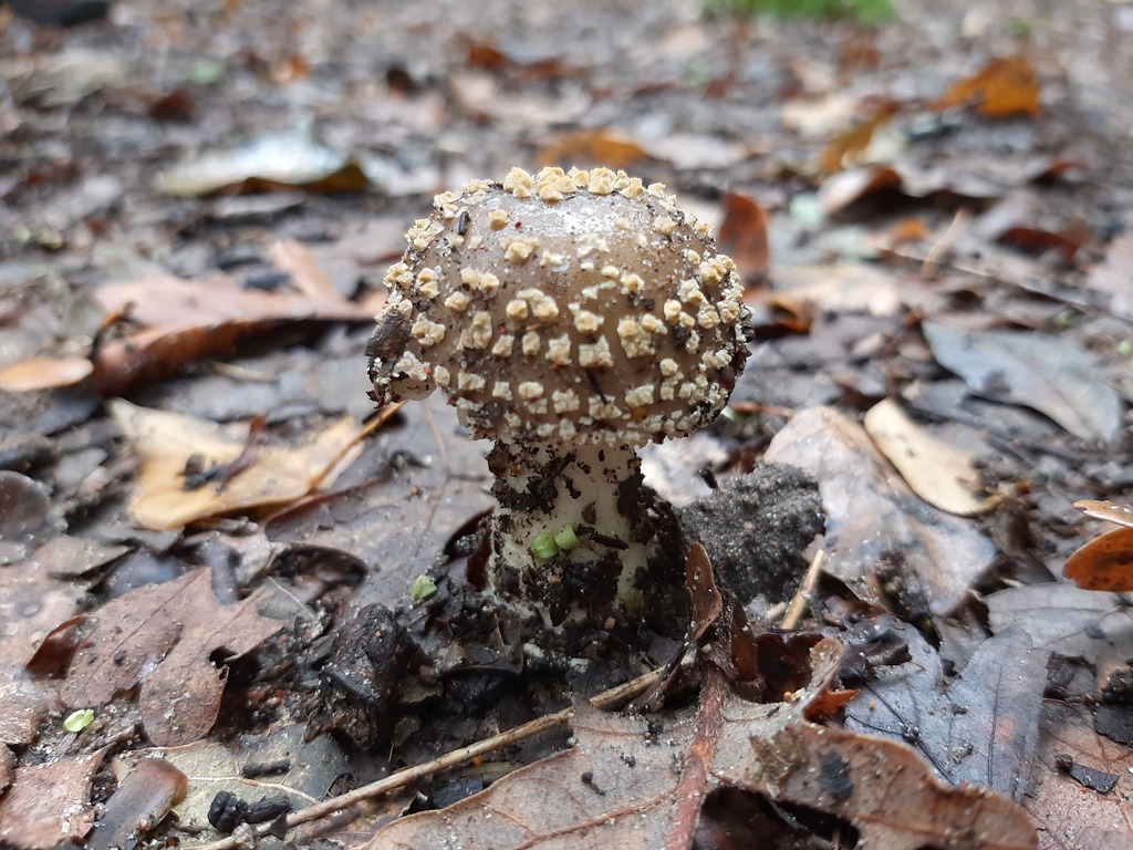 Pantherpilz