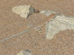 Acanthodactylus dumerilii