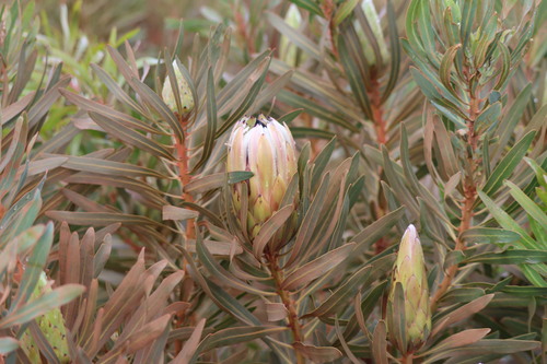 Image of Protea burchellii by (c) amantedarmanin, some rights reserved (CC BY)