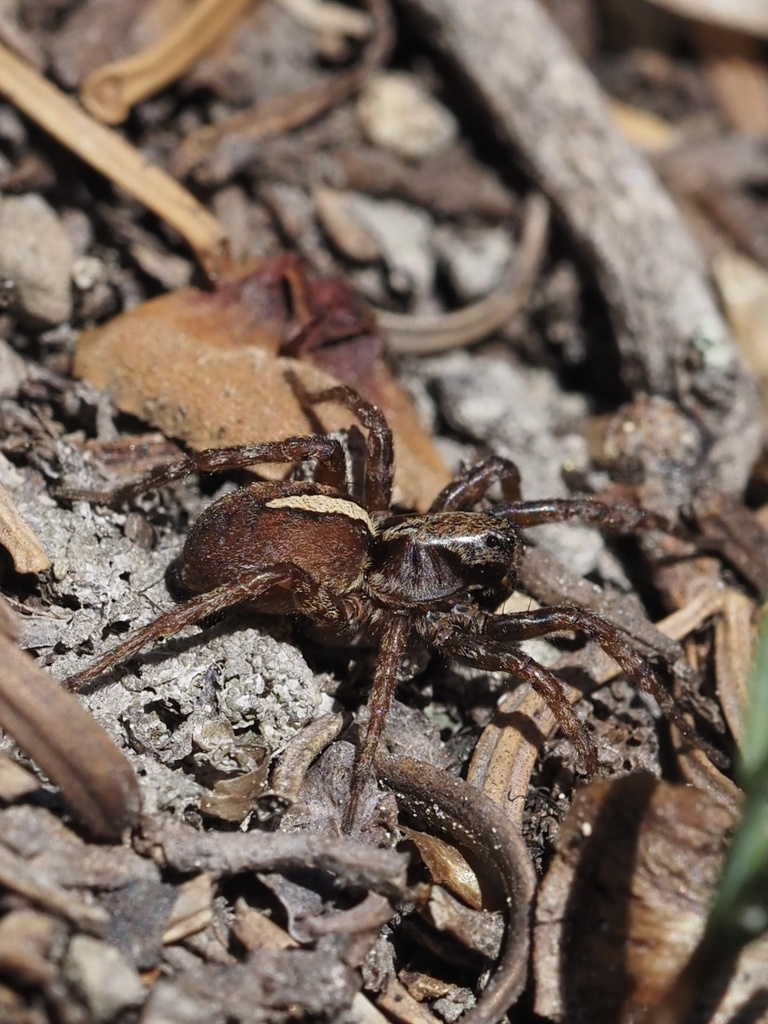 Hilltop Wolf Spider