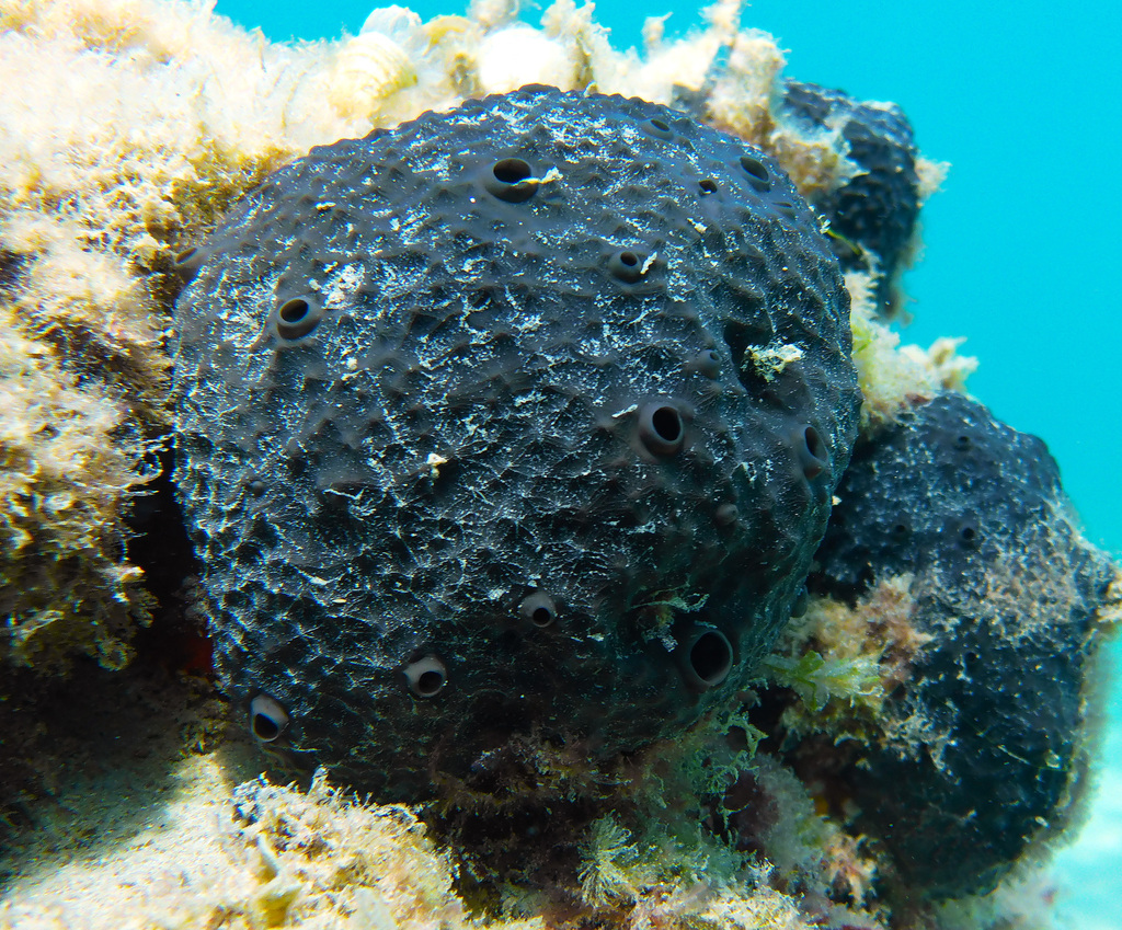 black leather sponge, photo 1 of 10