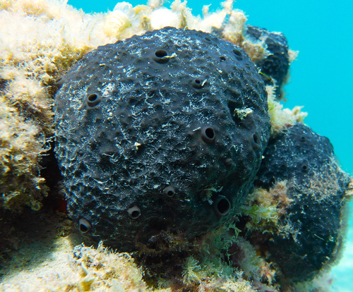 black leather sponge