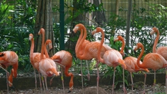 Phoenicopteriformes