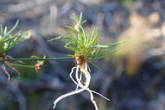 Juncus supiniformis