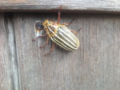 Polyphylla decemlineata