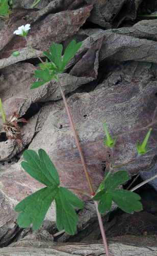 Geranium homeanum