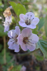 Phacelia bolanderi
