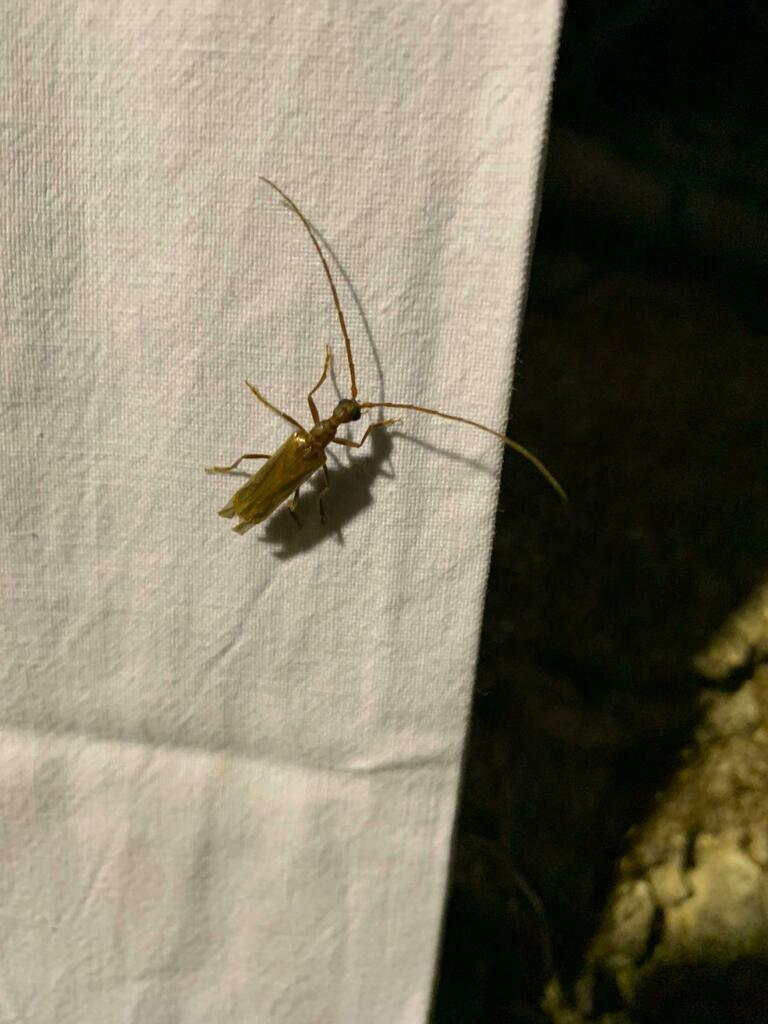Vesperus luridus