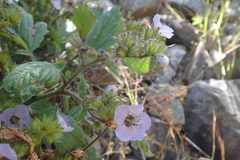 Phacelia bolanderi