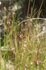 Juncus occidentalis