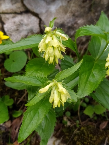 Image of Paederota lutea by (c) ahabo, some rights reserved (CC BY)