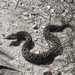 Berg Adder - Photo (c) Chris Vynbos, some rights reserved (CC BY-SA), uploaded by Chris Vynbos