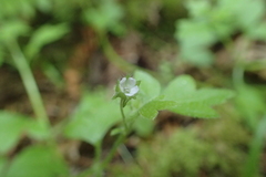 Nemophila parviflora