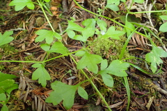 Nemophila parviflora