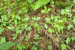 Nemophila parviflora