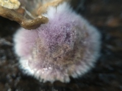 Hypochnella violacea