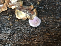 Hypochnella violacea