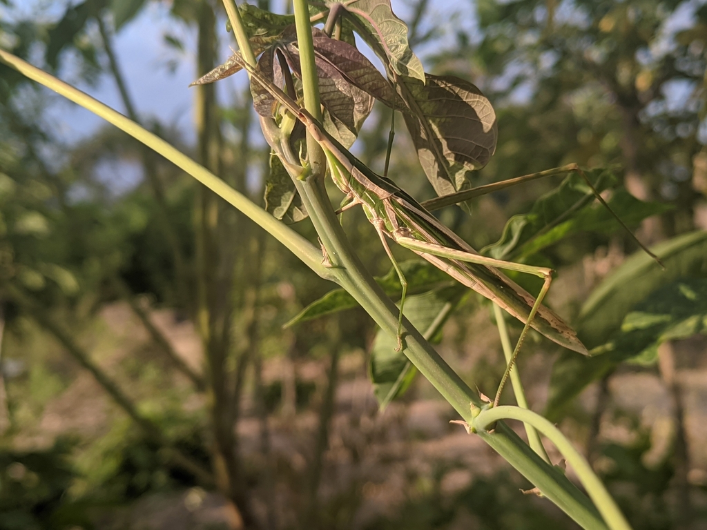 Truxalis bolivari