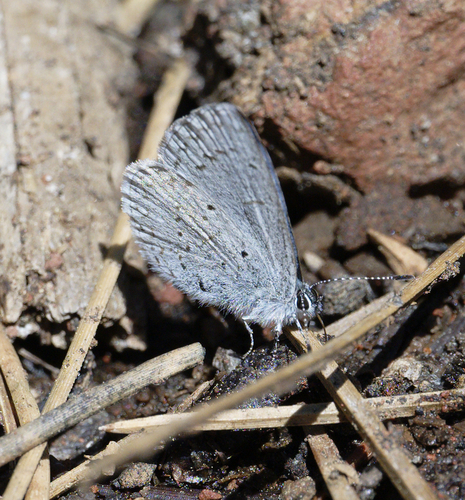 iNaturalist observation photo of Echo Azure