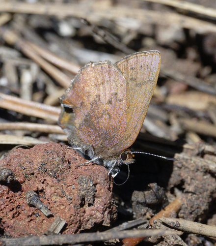 iNaturalist observation photo of Brown Elfin