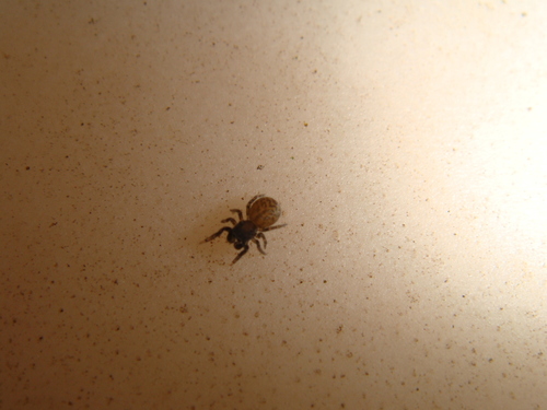 Nell's Tiny Jumping Spider photo 3