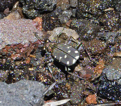 iNaturalist observation photo of Western Tiger Beetle