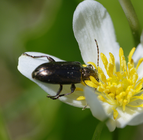 iNaturalist observation photo of Spade reed beetles