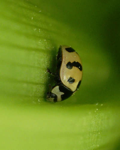 iNaturalist observation photo of Three-banded Lady Beetle