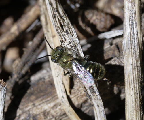 iNaturalist observation photo of Osmiini