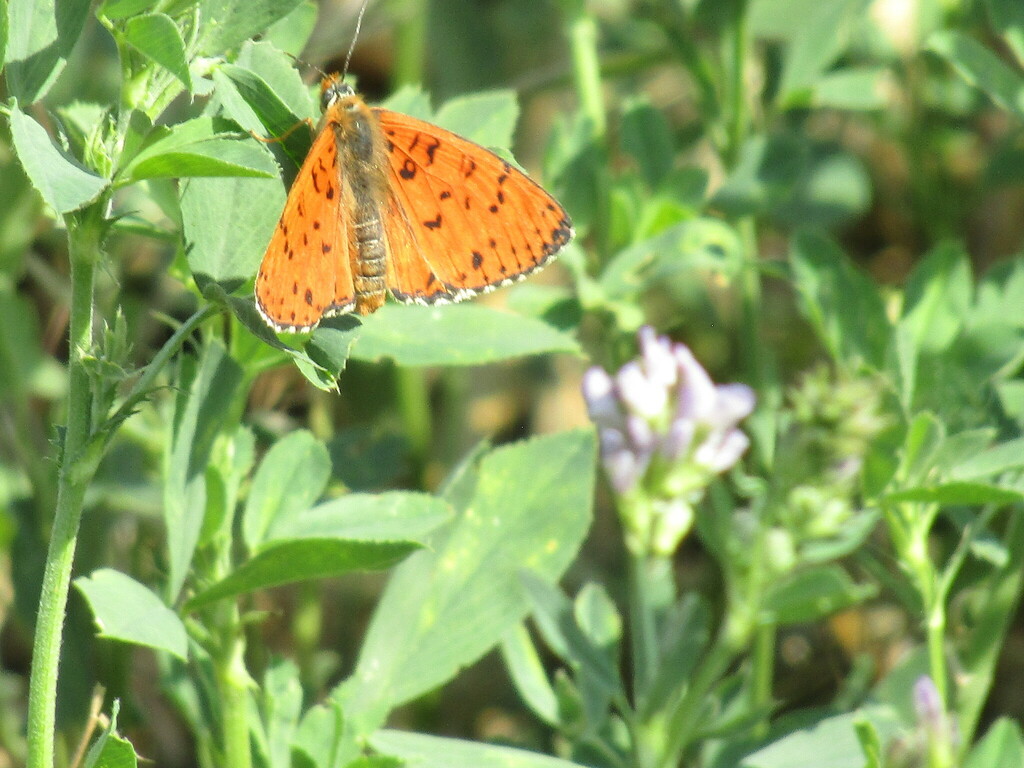 Spotted Fritillary