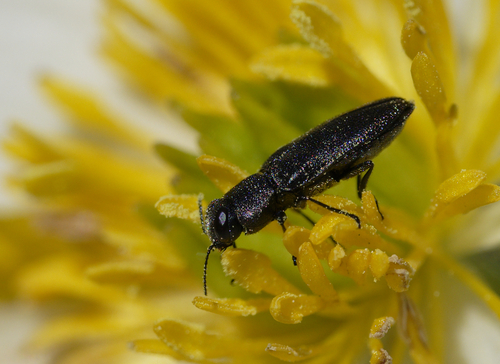 iNaturalist observation photo of Anthaxia