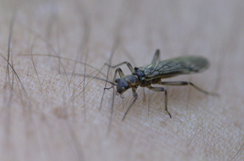 iNaturalist observation photo of Forestflies