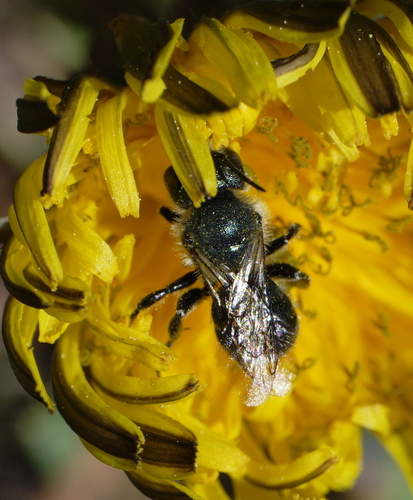 iNaturalist observation photo of Mason Bees