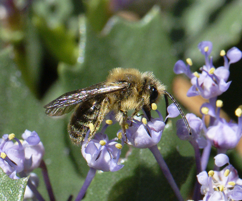 iNaturalist observation photo of Mining Bees