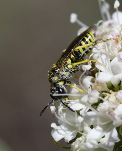 iNaturalist observation photo of Tenthredo