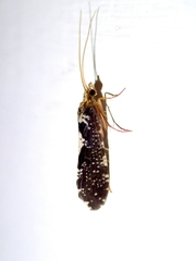 Polyplectropus